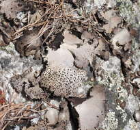 Image of Umbilicaria spodochroa (Ehrh. ex Hoffm.) DC.