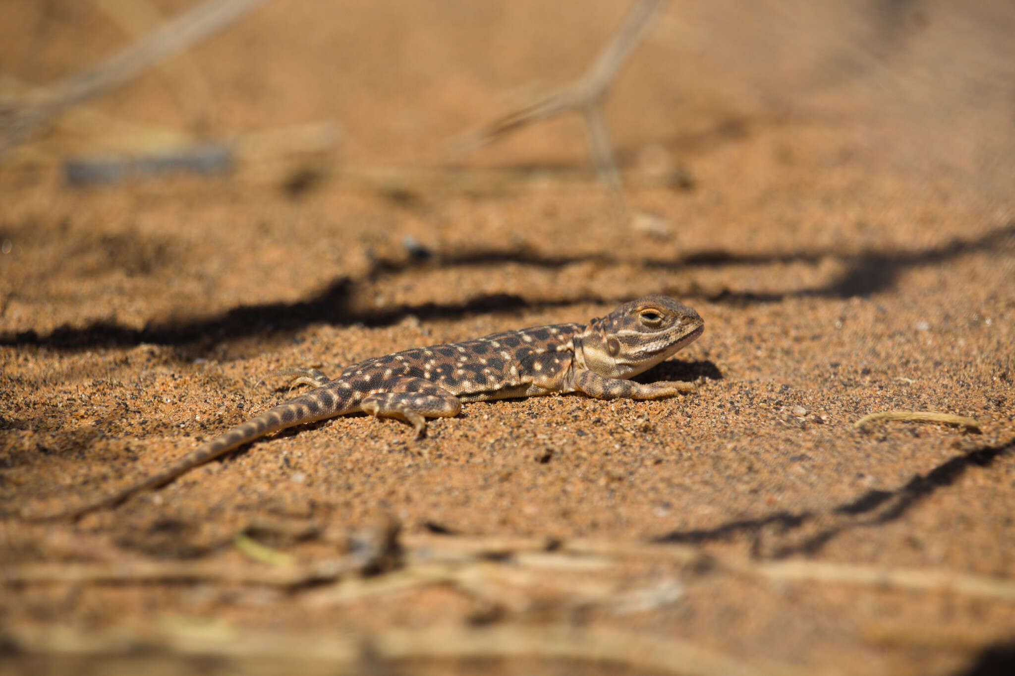 Image of Saltpan Ground-dragon