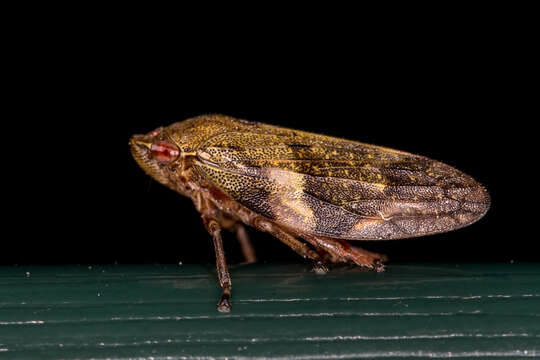 Image of European Alder Spittlebug