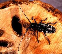 Image of Asian Longhorned Beetle