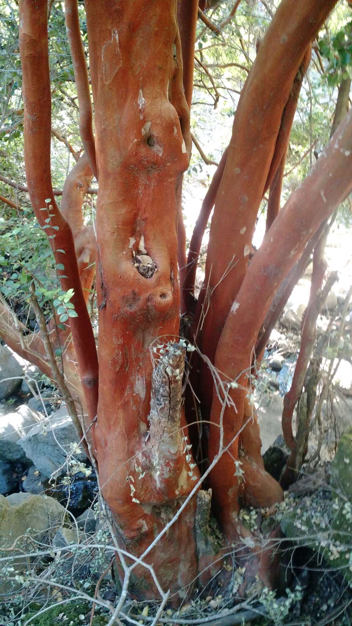 Imagem de Luma apiculata (A. P. de Candolle) Burret