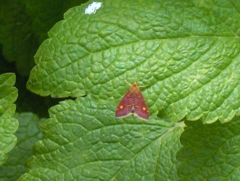 Image of Mint moth