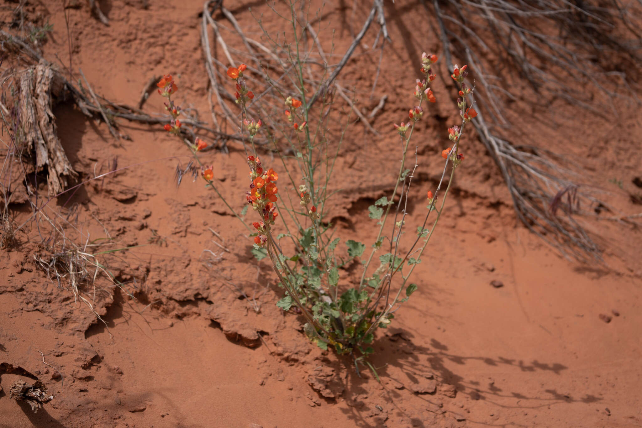 Image of small-leaf globemallow