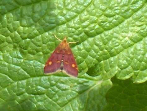 Image of Mint moth