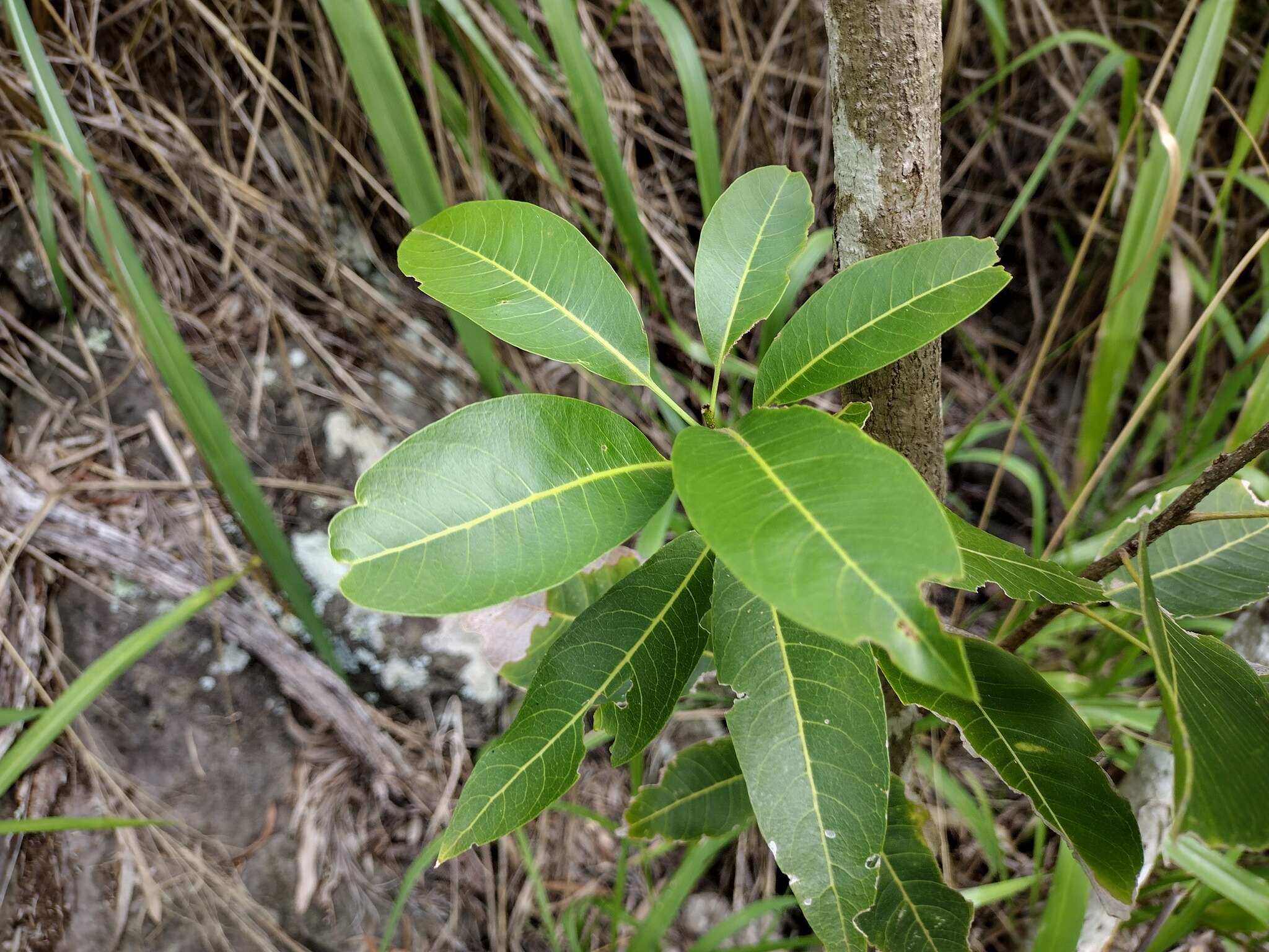 Image of Sapindus oahuensis Hillebr.