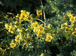 Image of fringed rue