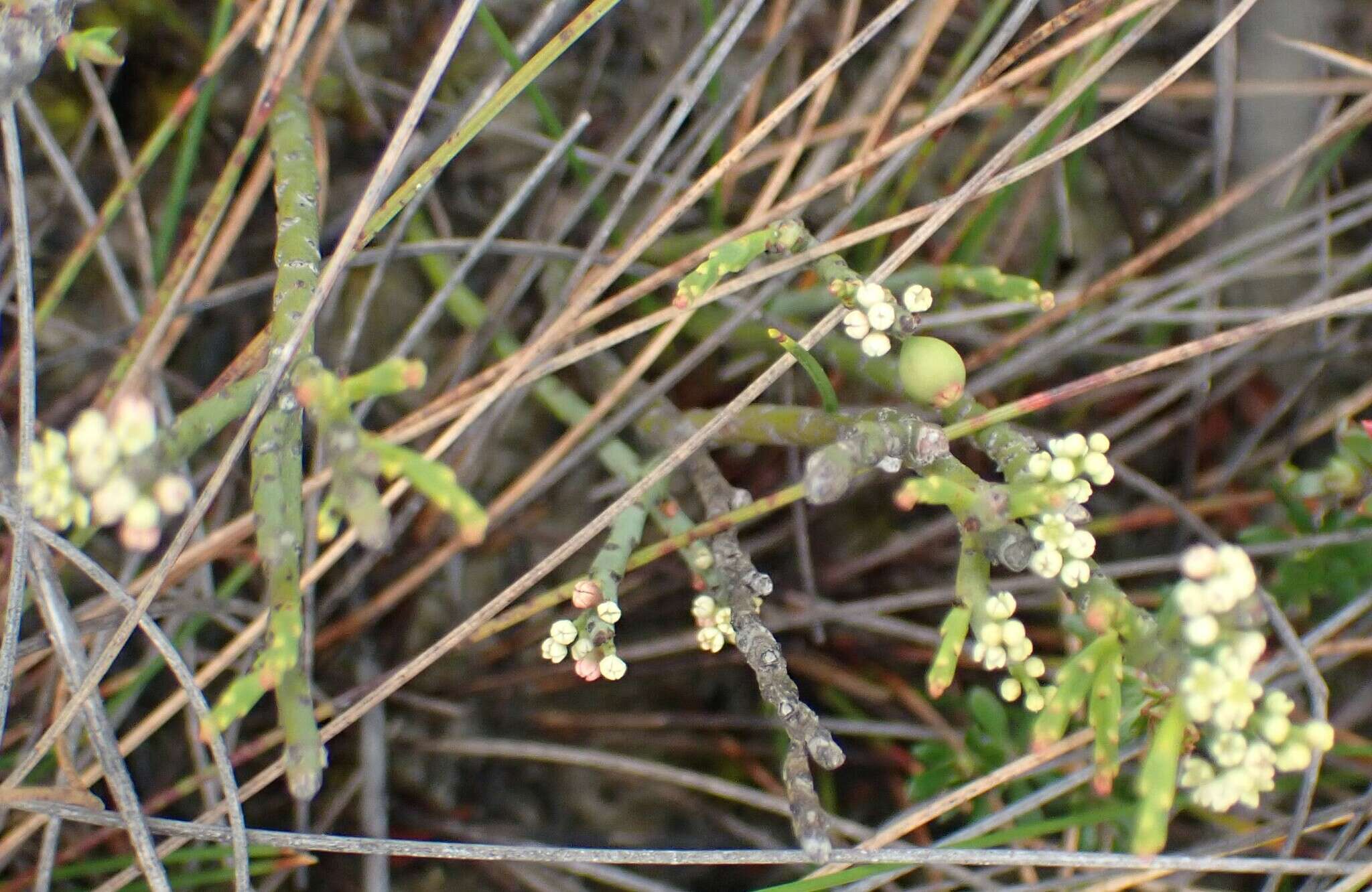 Image de Leptomeria glomerata F. Müll. ex Hook. fil.