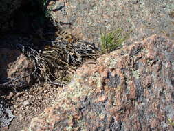 Image of Texas Tree Lizard