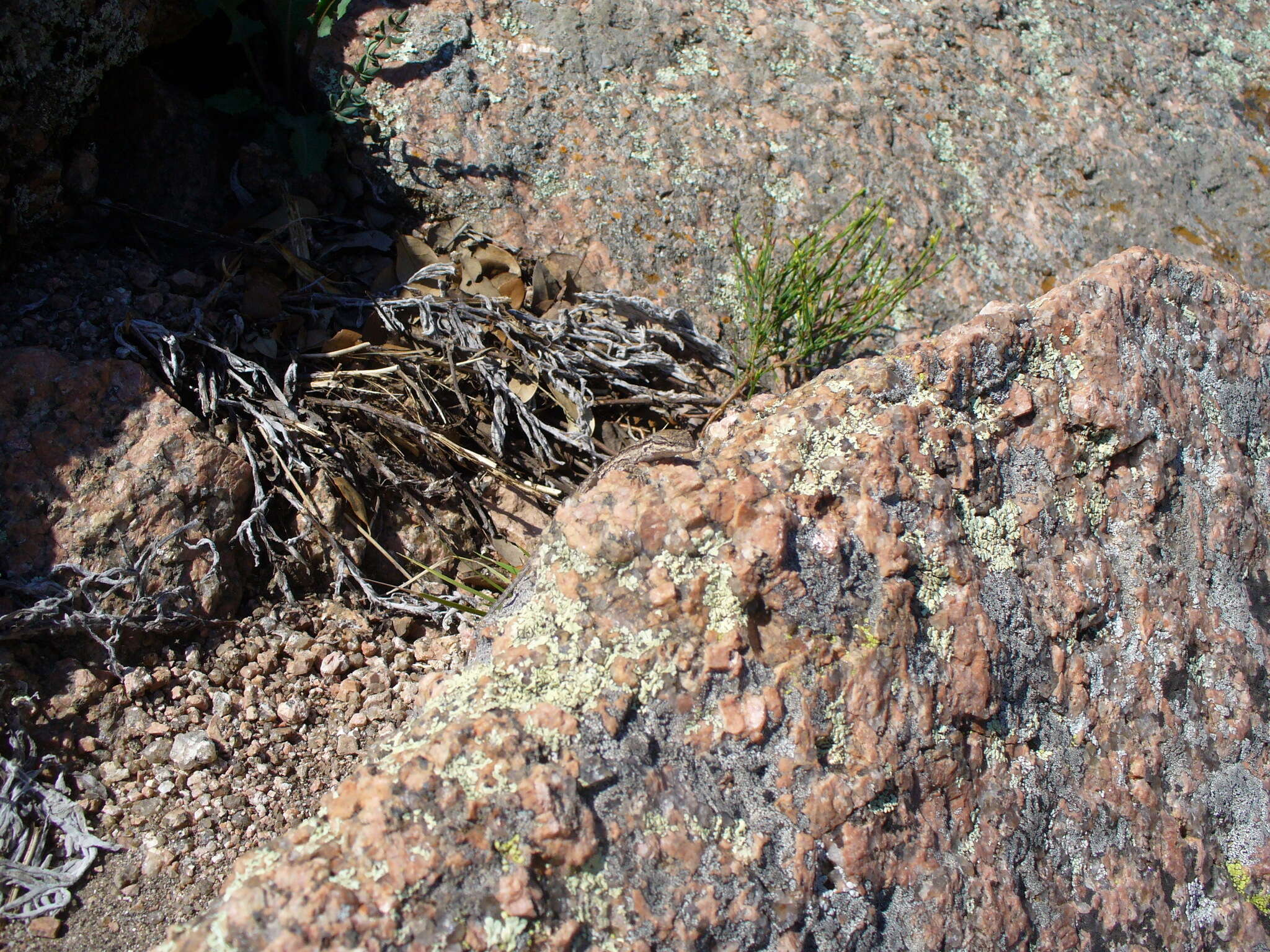Image of Texas Tree Lizard