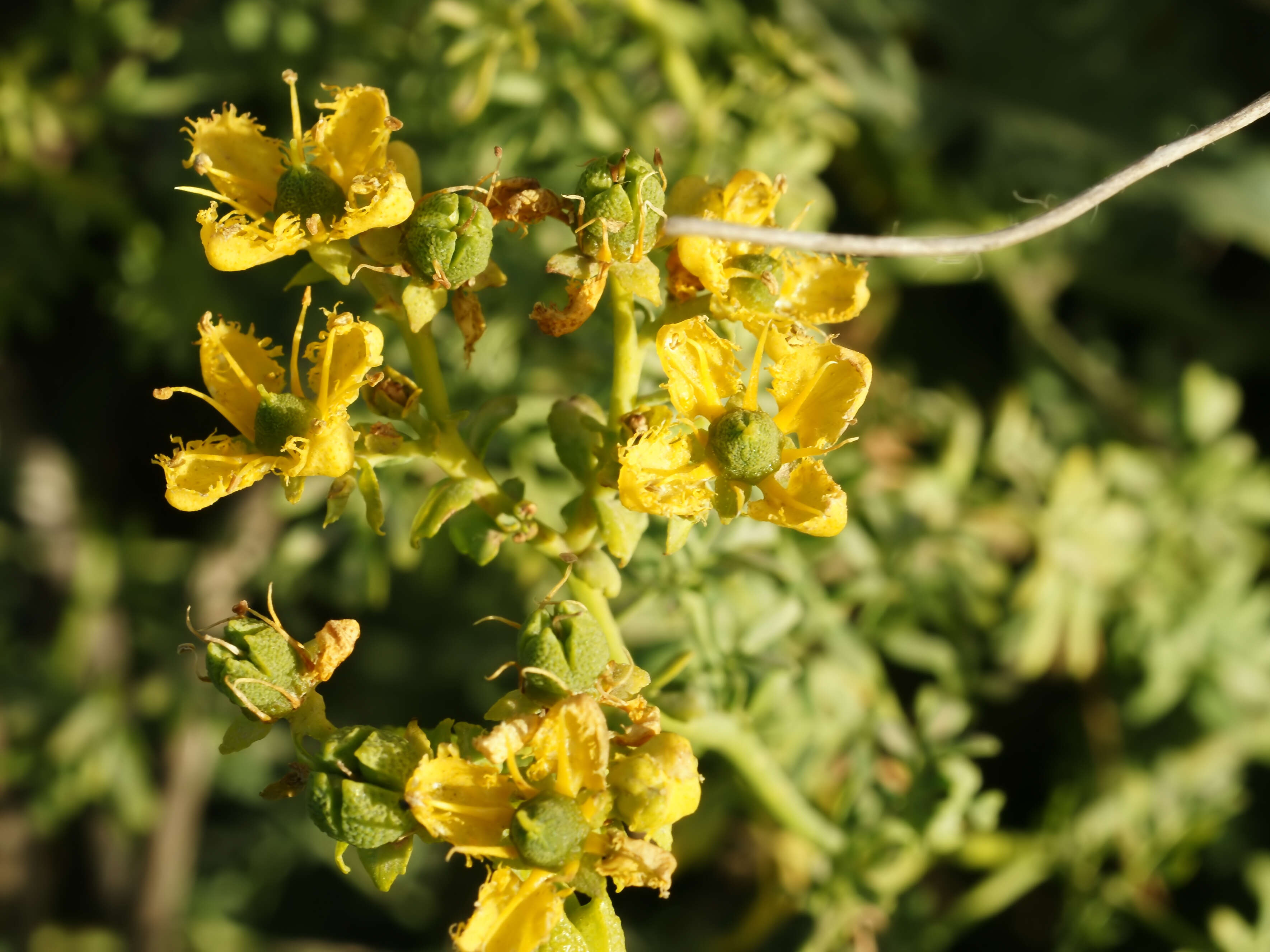 Image of fringed rue