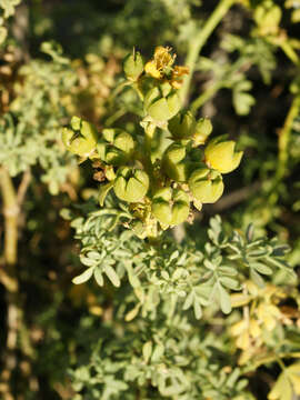 Image of fringed rue