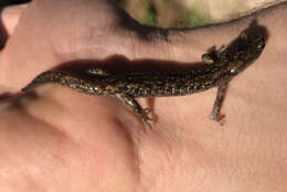 Image of Wandering Salamander