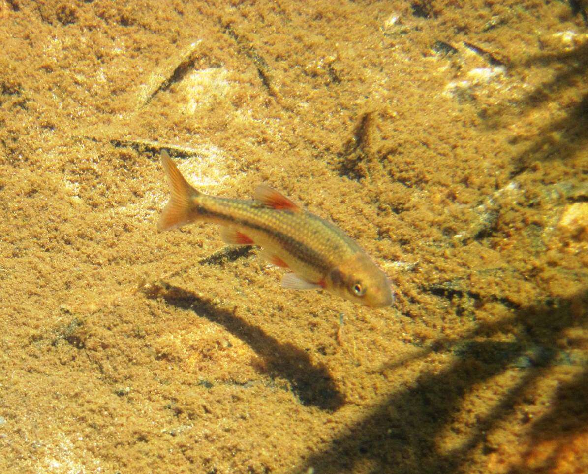 Image of Verlorenvlei redfin