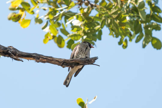 Image of Greater Honeyguide