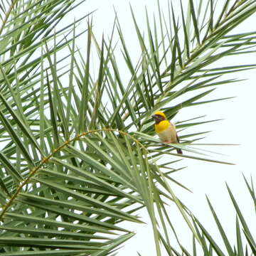 Image of Baya Weaver