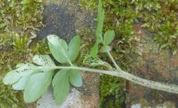 Imagem de Puccinia adoxae R. Hedw. 1805