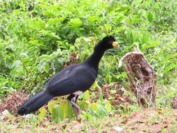 Image of Black Curassow