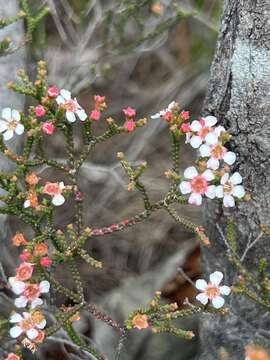 Image of Baeckea brevifolia (Rudge) DC.