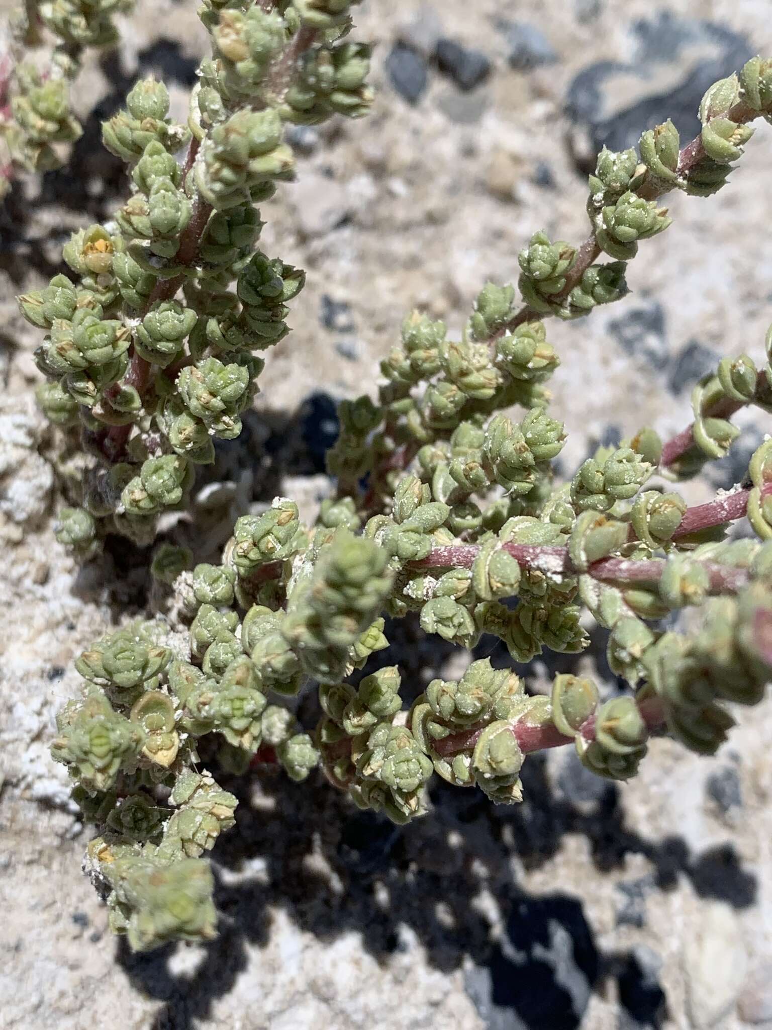 Image of Amargosa niterwort