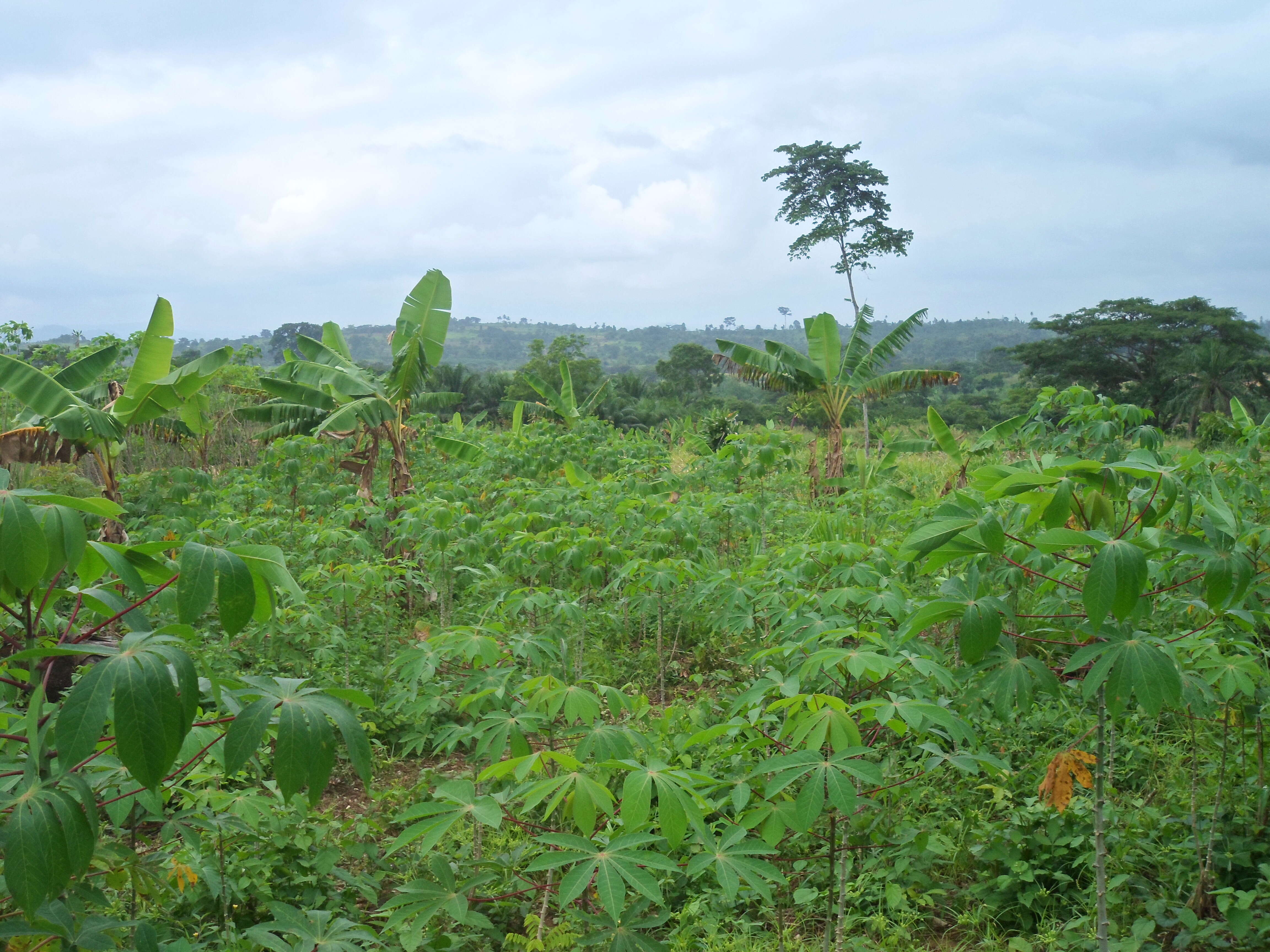 Image of cassava