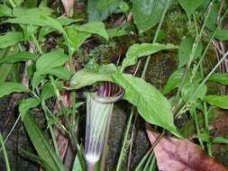 Слика од Arisaema triphyllum (L.) Schott