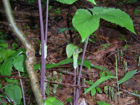 Image of Jack in the pulpit