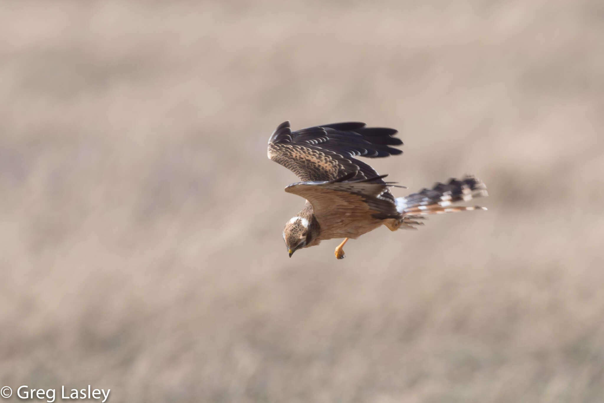 Image of Montagu's Harrier