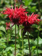 Image of scarlet beebalm