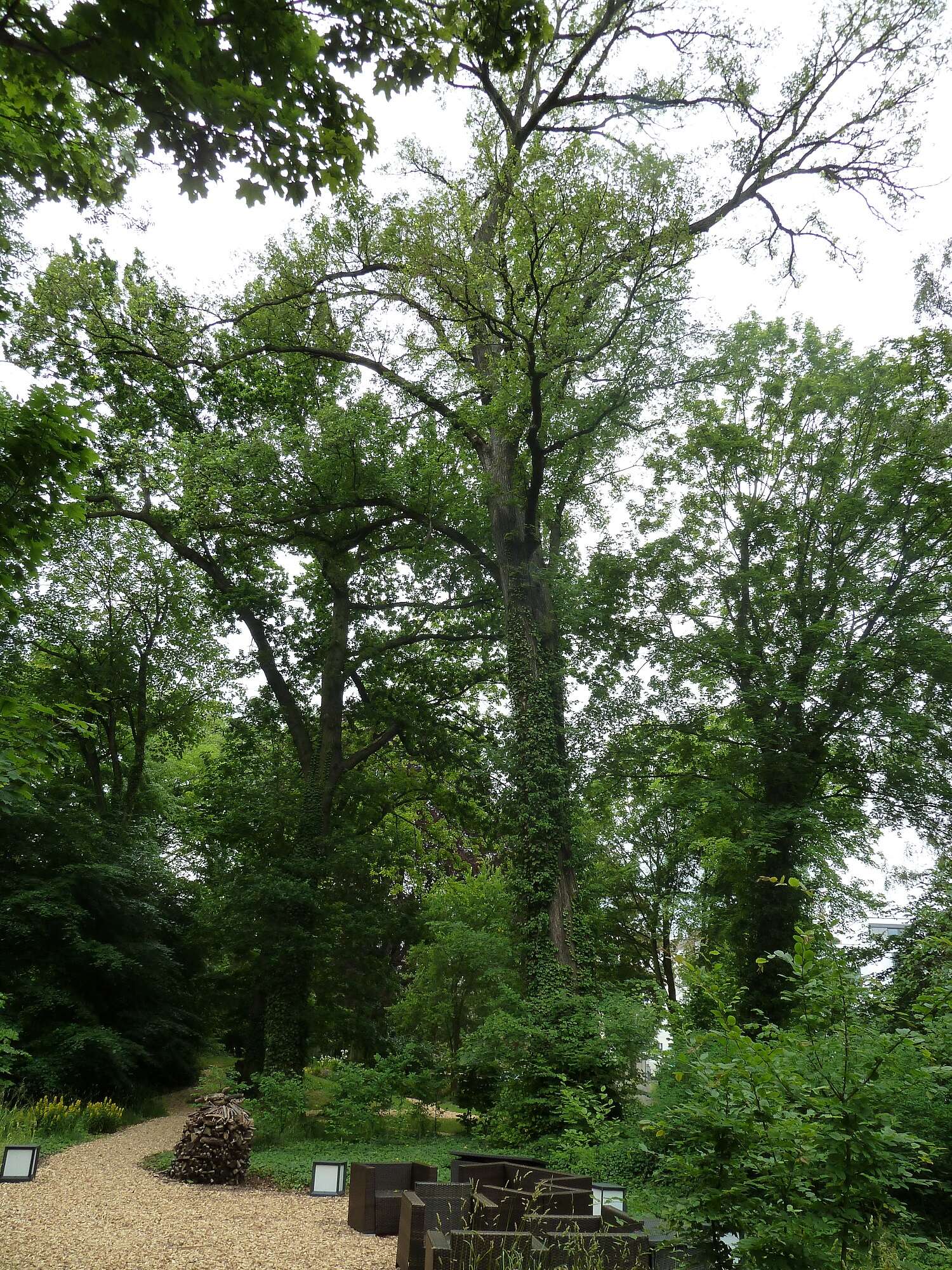 Image of Eurasian elm