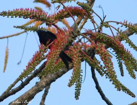 Plancia ëd Acrocarpus