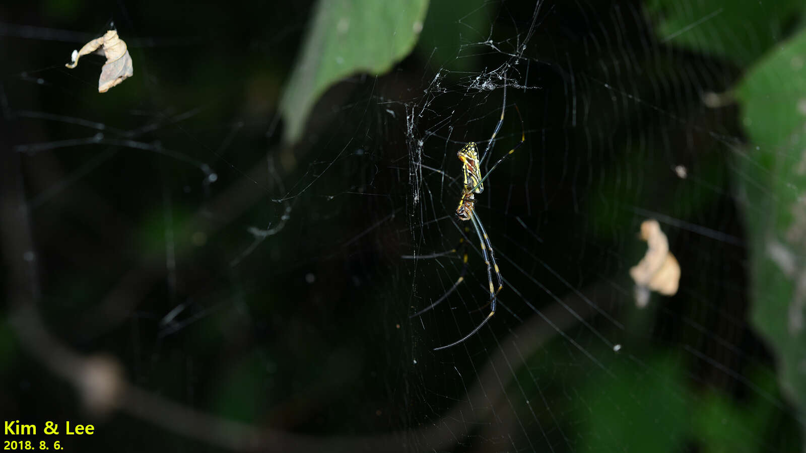 صورة Trichonephila clavata (L. Koch 1878)