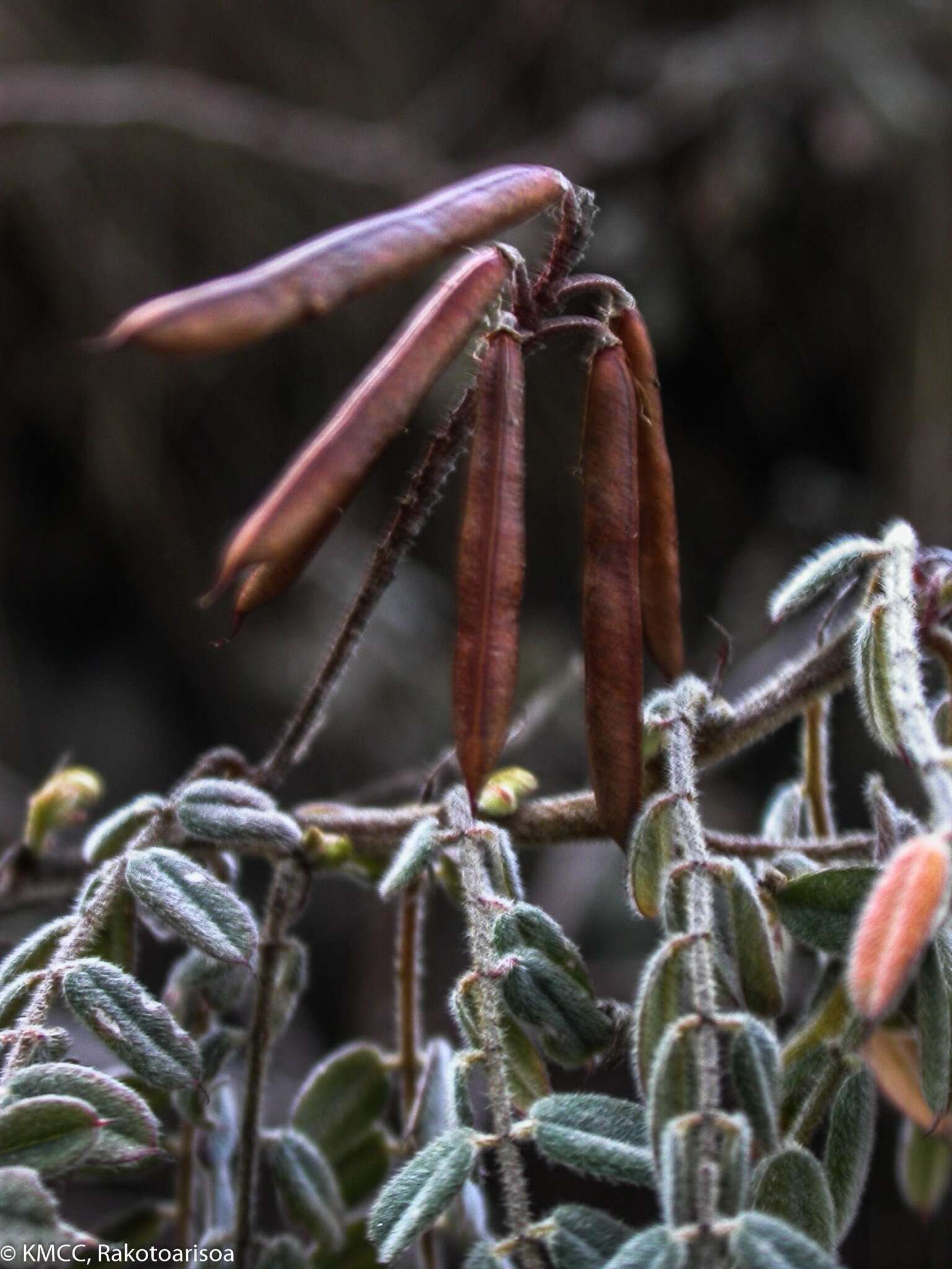 Image de Indigofera lyallii Baker