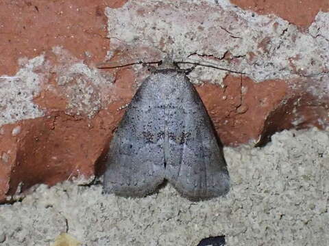 Image of Dotted Graylet Moth