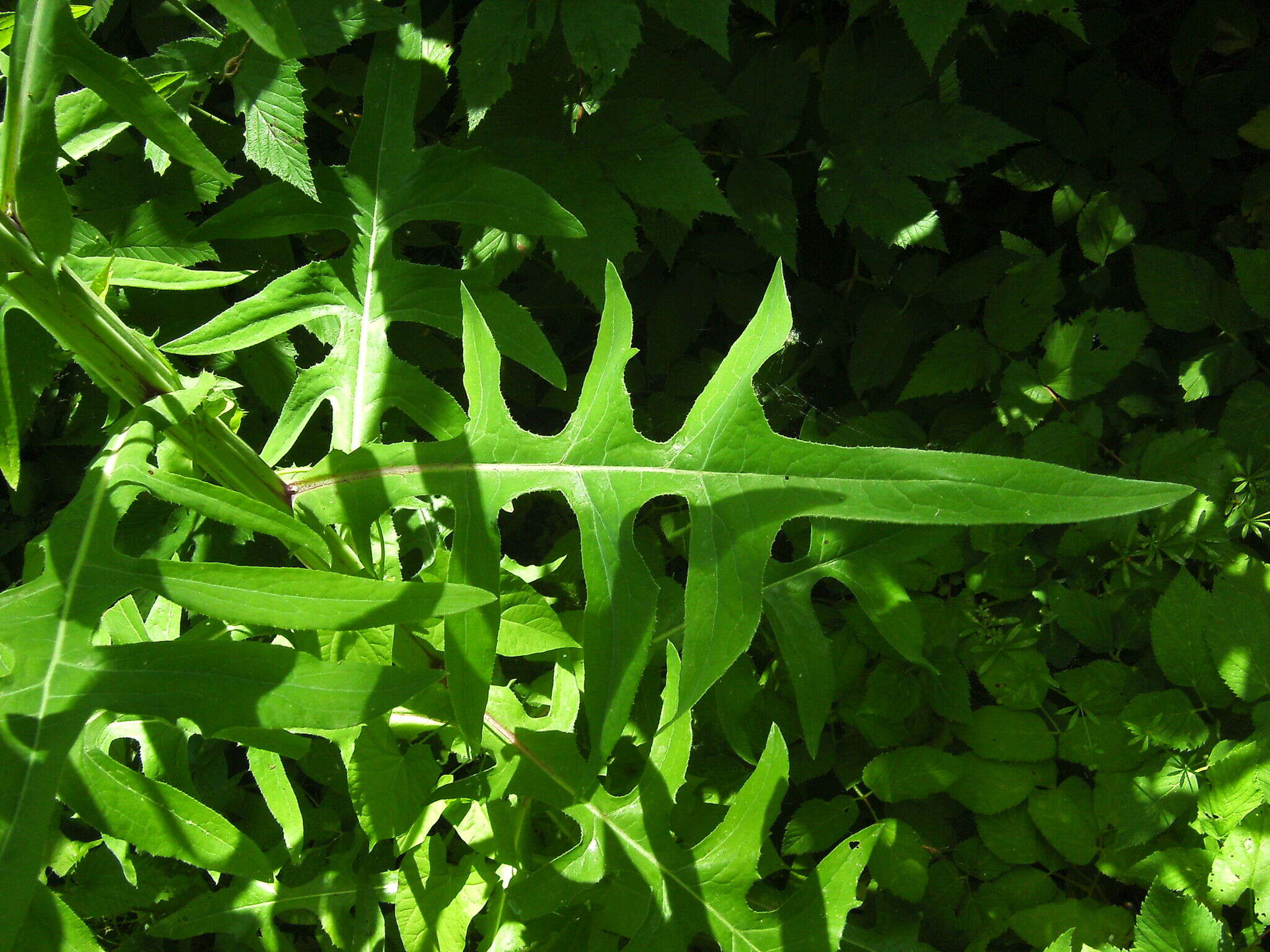 Image of marsh sow-thistle