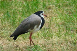 Image of Long-toed Lapwing