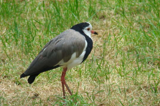 Image of Long-toed Lapwing