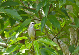 Image of Yellow-vented Bulbul