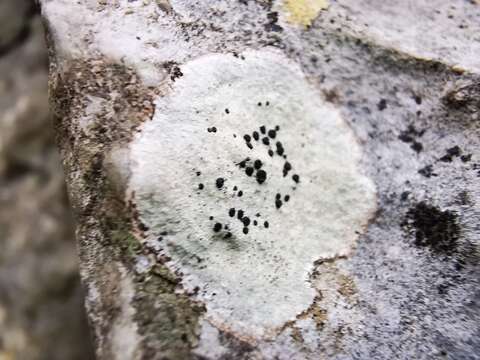 Image of Buellia trachyspora Vain.