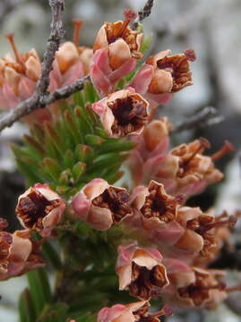 Image of Erica diosmifolia Salisb.