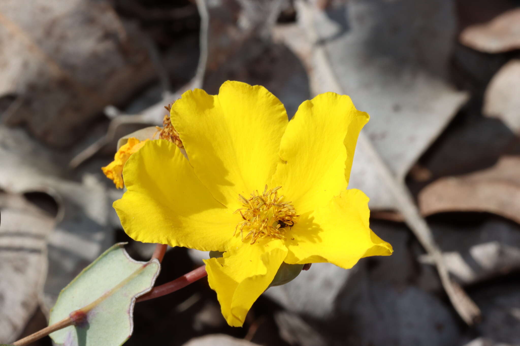 Image of Hibbertia perfoliata Hueg. ex Endl.