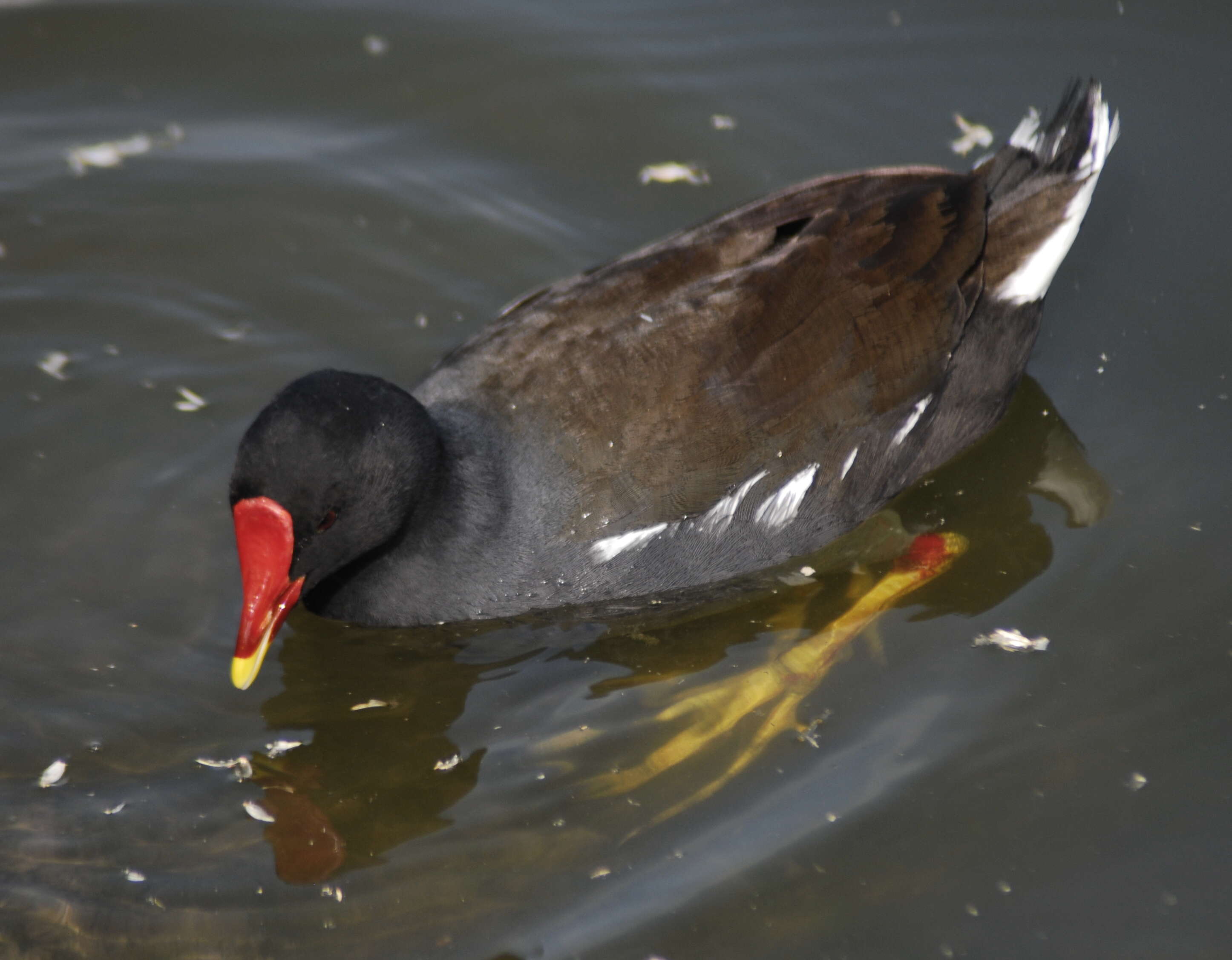 Image of Common Moorhen