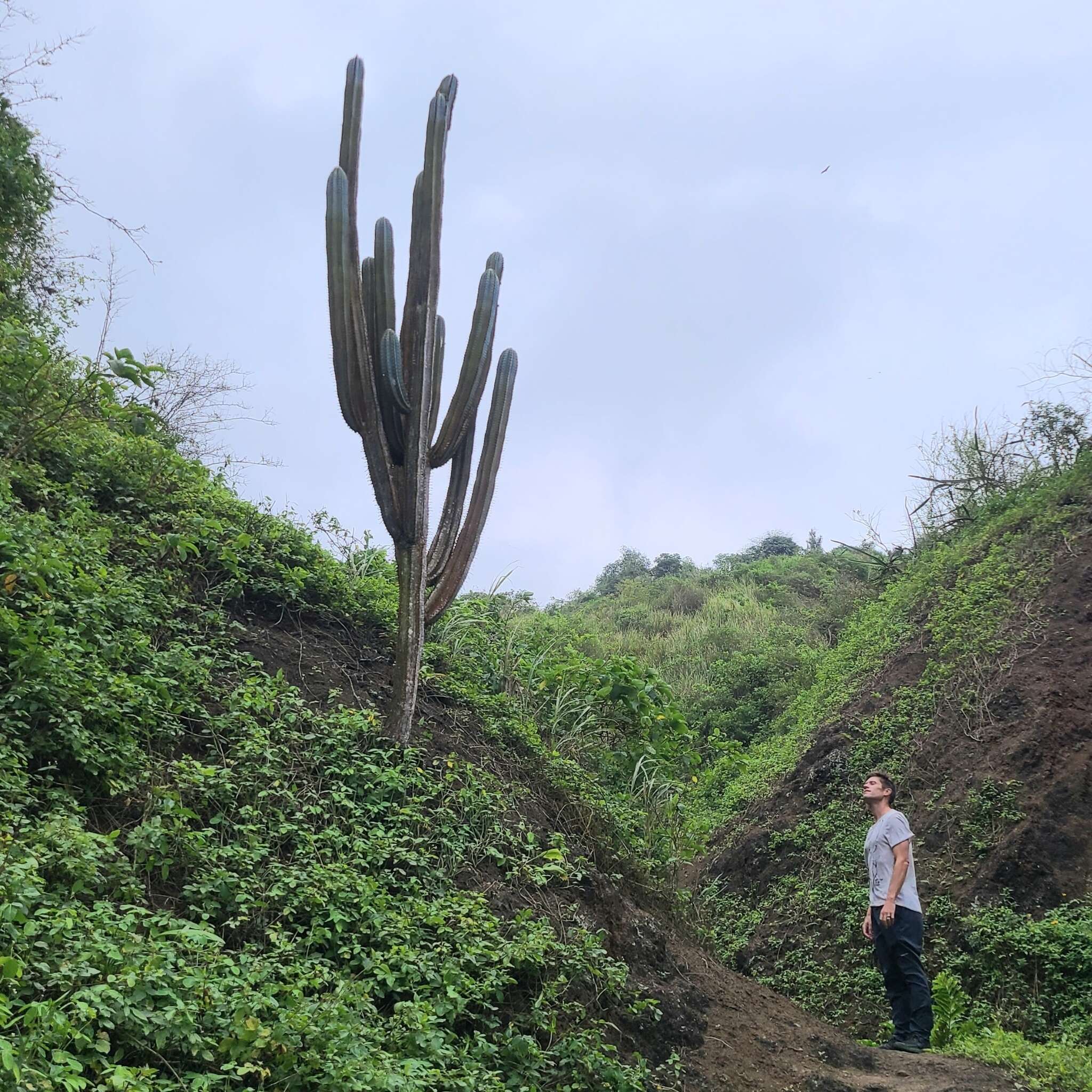 Image of Pilosocereus lanuginosus (L.) Byles & G. D. Rowley