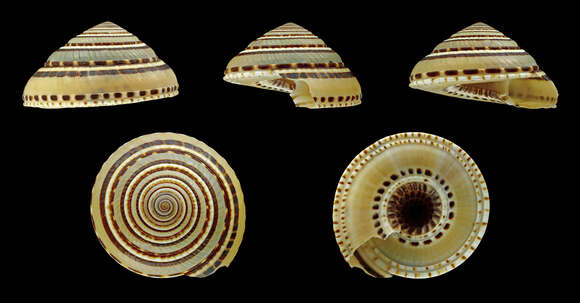 Sivun Architectonica perspectiva (Linnaeus 1758) kuva