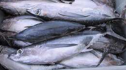 Image of Albacore Fish