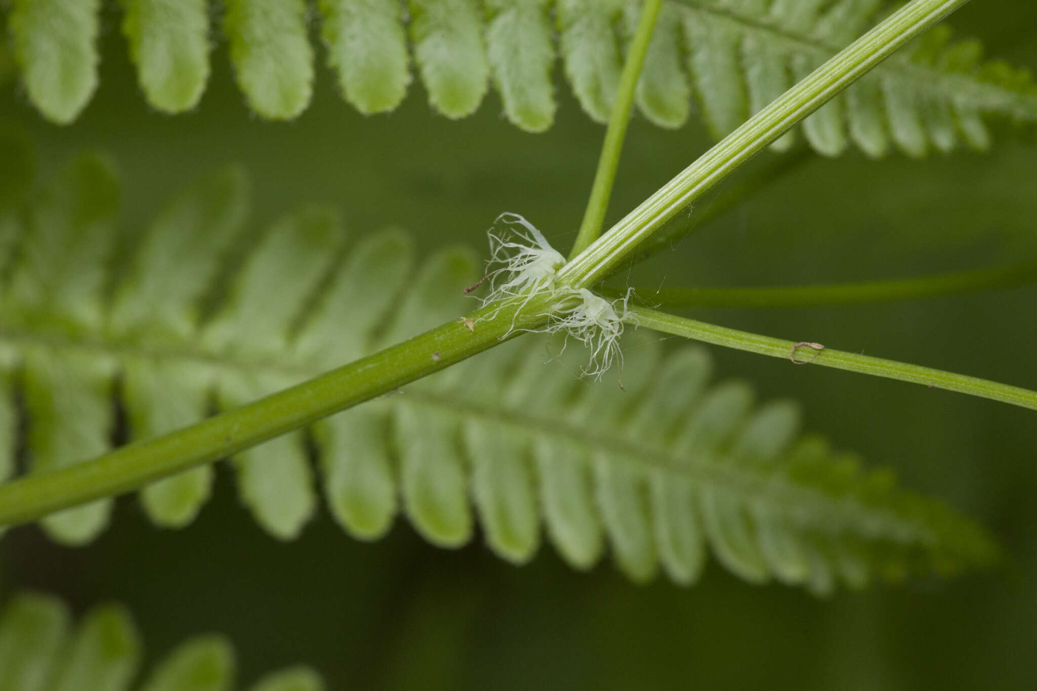 Слика од Thalictrum baicalense Turcz. ex Ledeb.