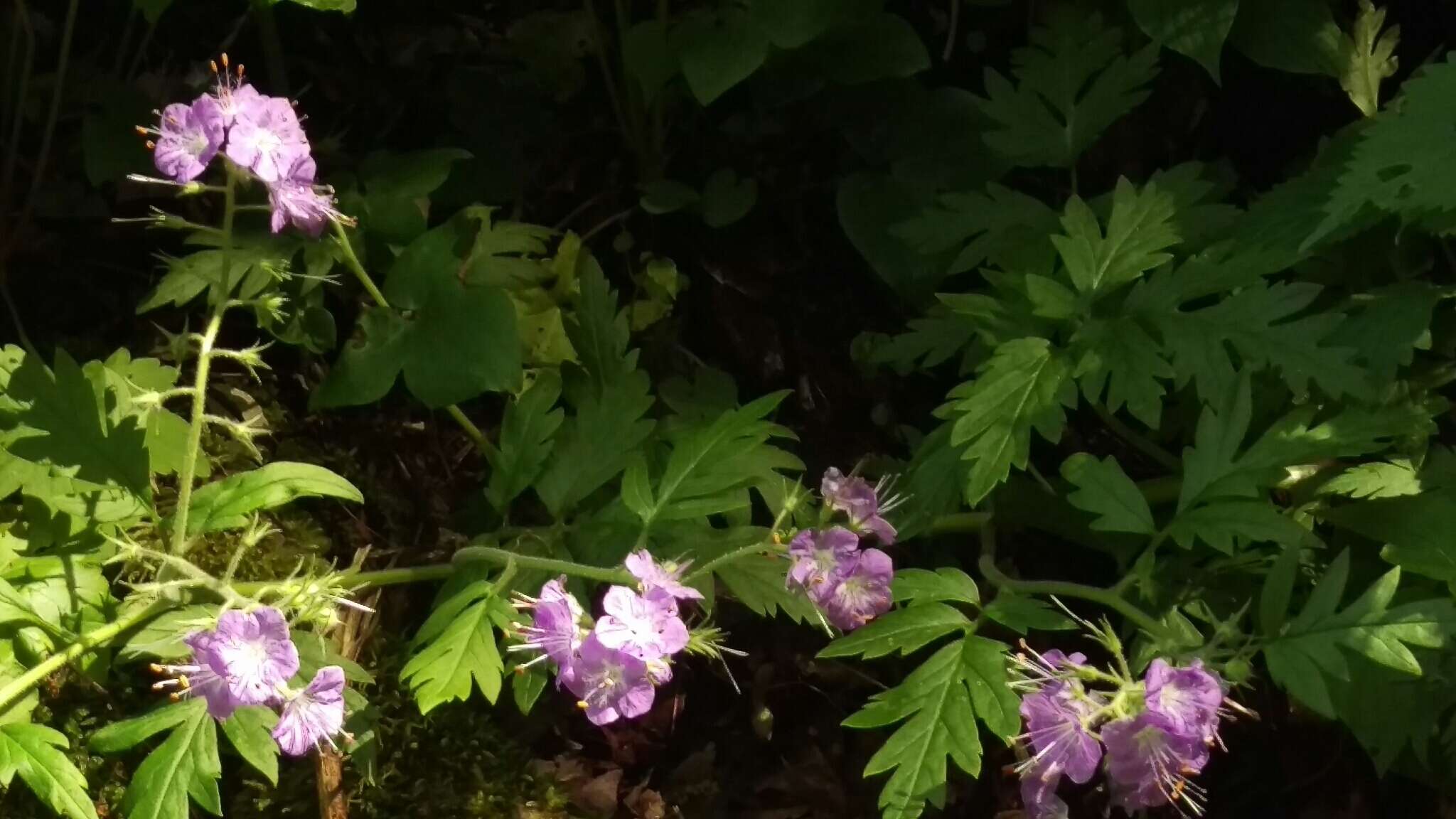 Phacelia bipinnatifida Michx. resmi