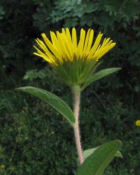 Image of Inula hirta