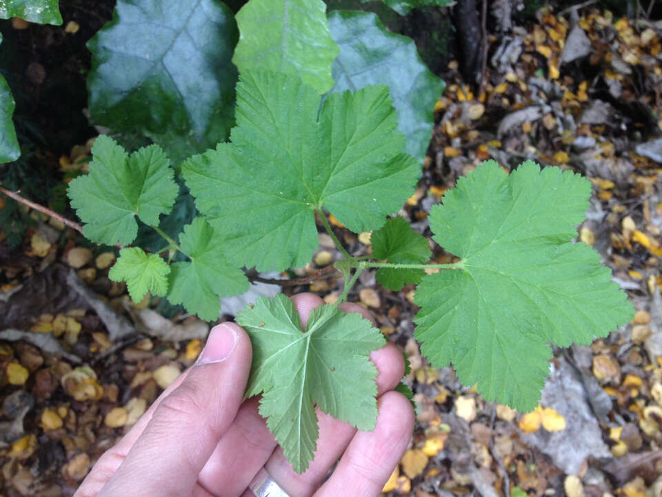 Imagem de Ribes sanguineum Pursh