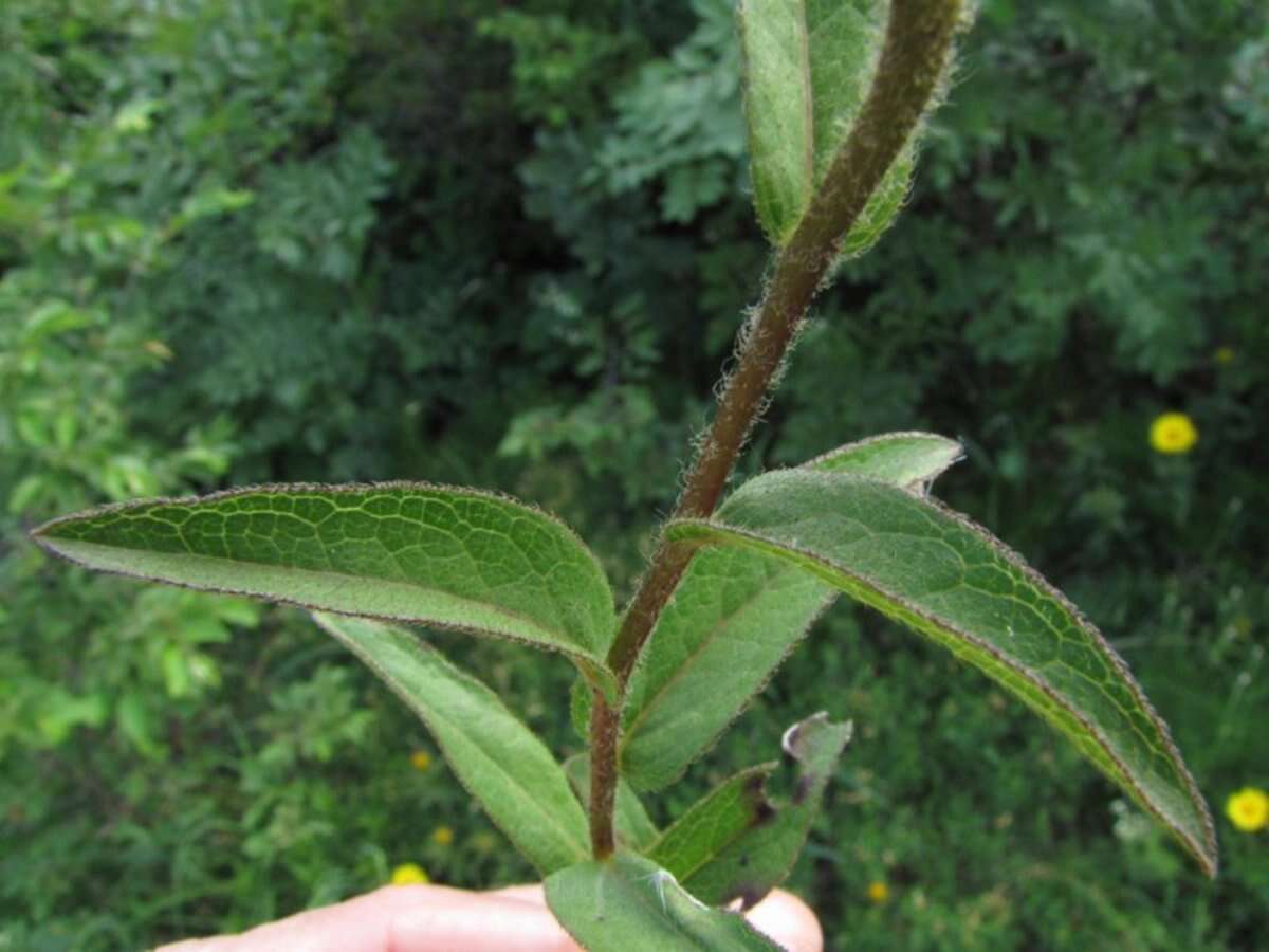 Image of Inula hirta