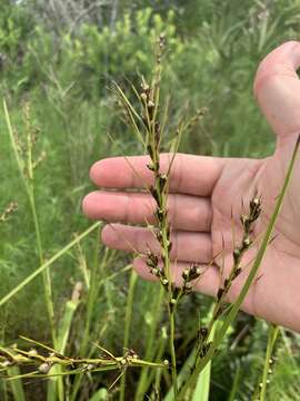 Image de Scleria lacustris C. Wright